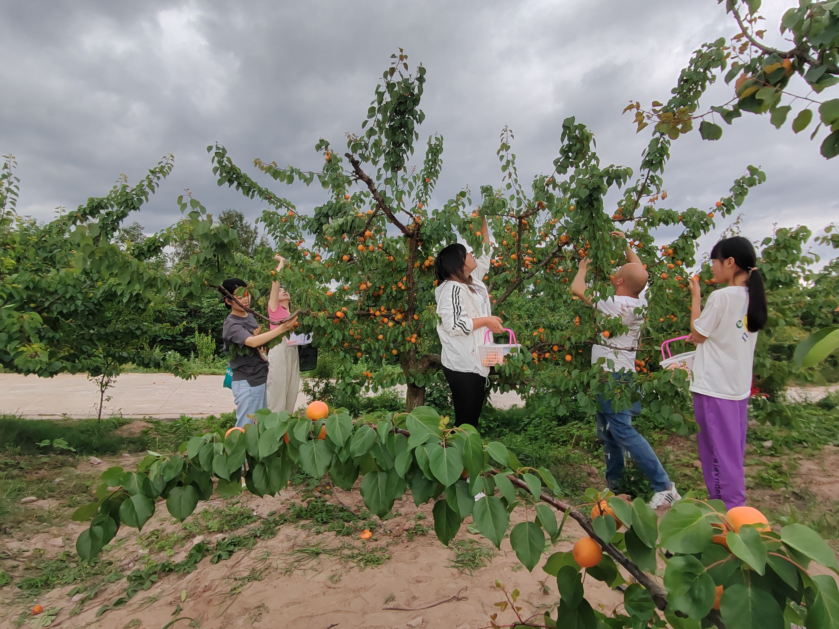 体育赛事直播-果园采摘运动会，结合采摘乐趣的休闲运动