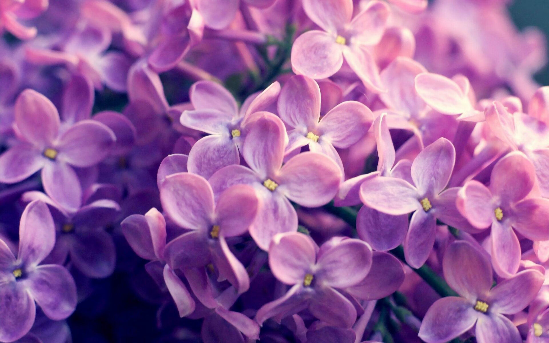 九游平台-乌迪内斯主场大胜，反弹迎战意甲强敌，乌迪内斯引援