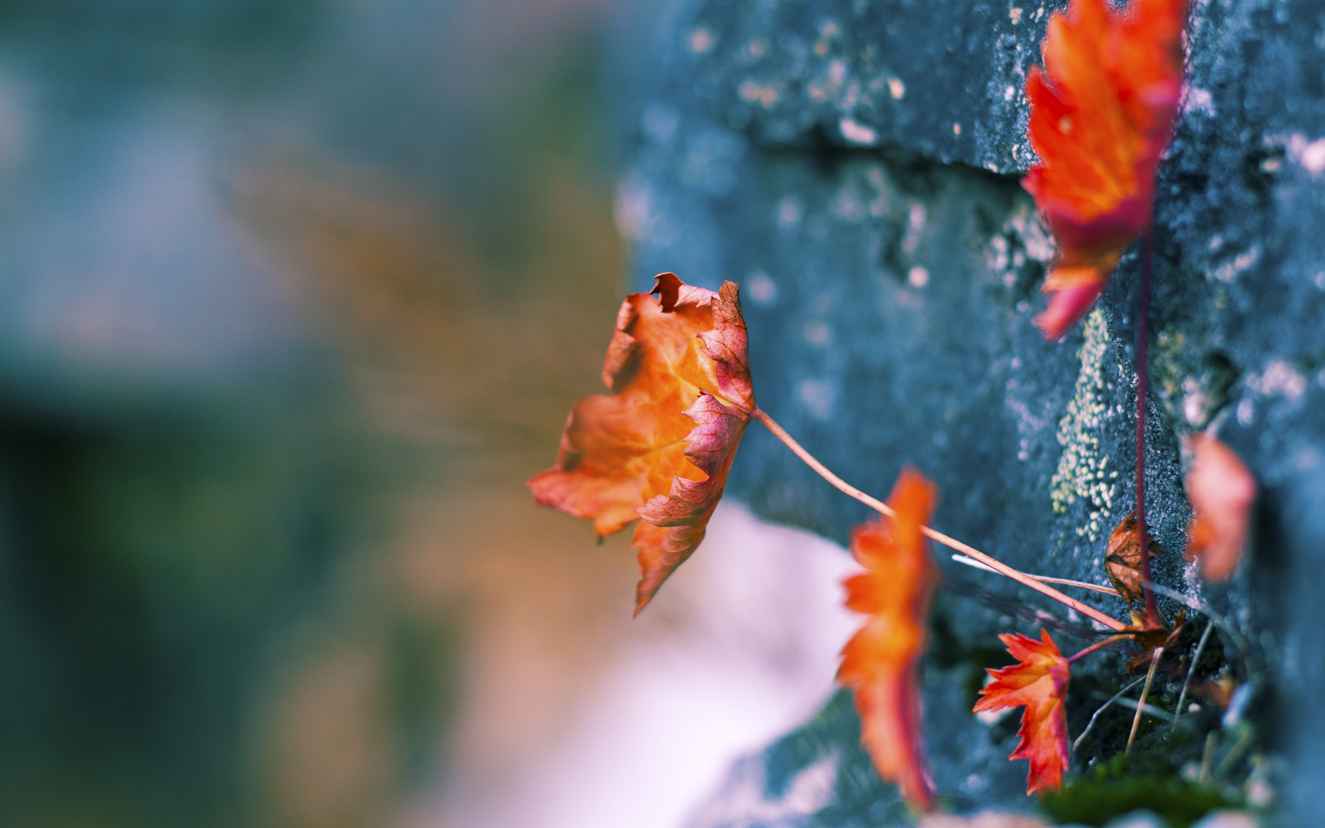 国米是否能平衡国内联赛和欧冠，国米赢了吗