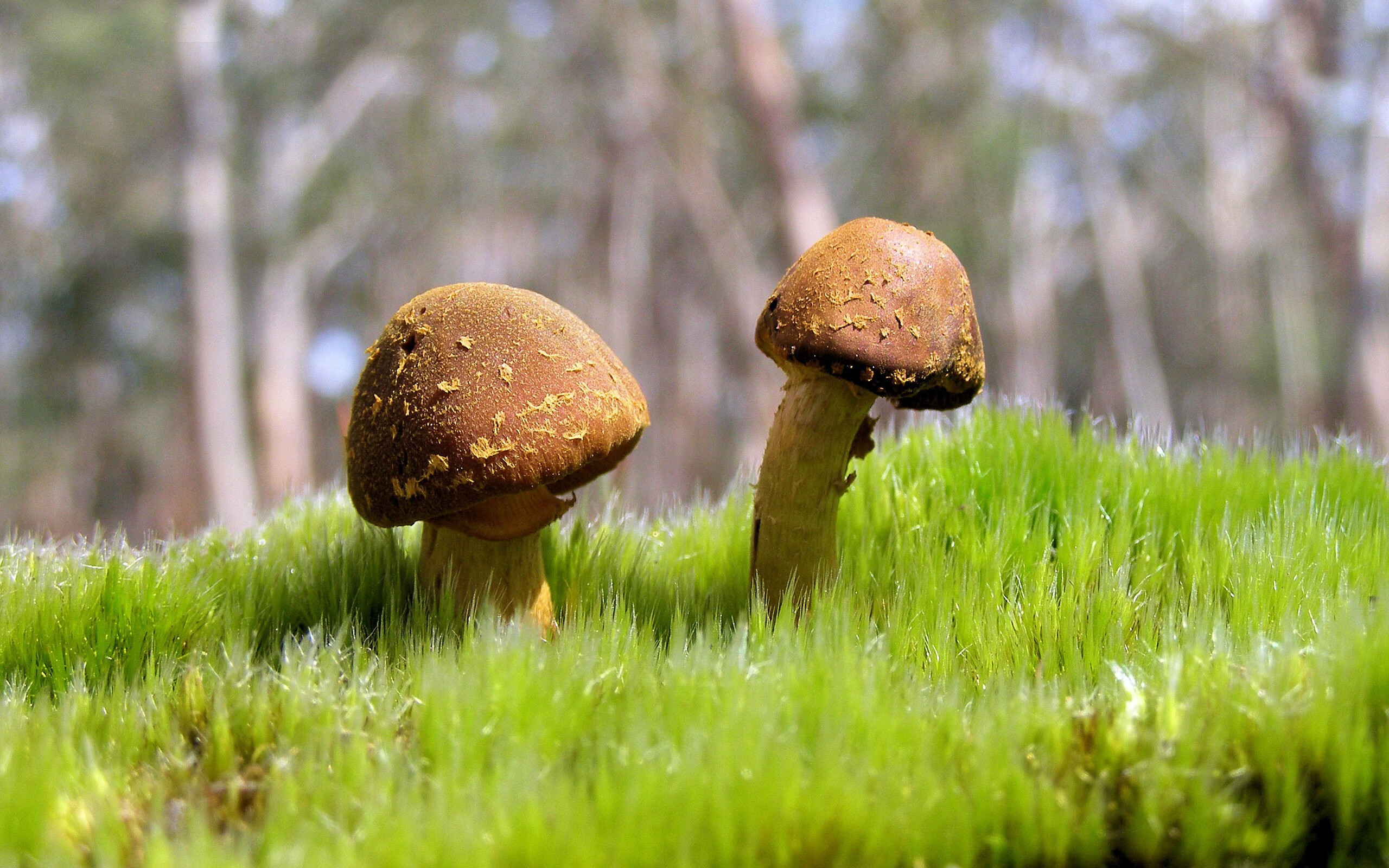 瑞士队主场平局,欧洲杯出线形势严峻,瑞士欧洲杯战况