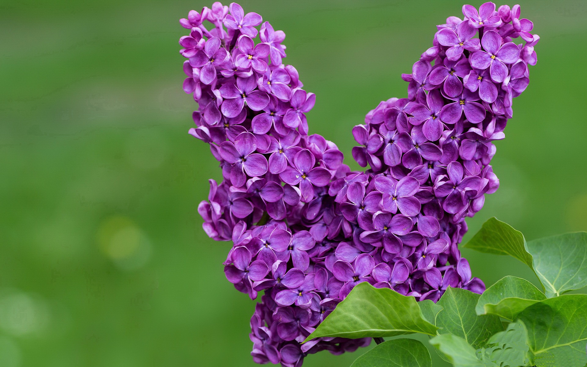 老将是否应转型为更衣室领袖角色，老将是否应转型为更衣室领袖角色