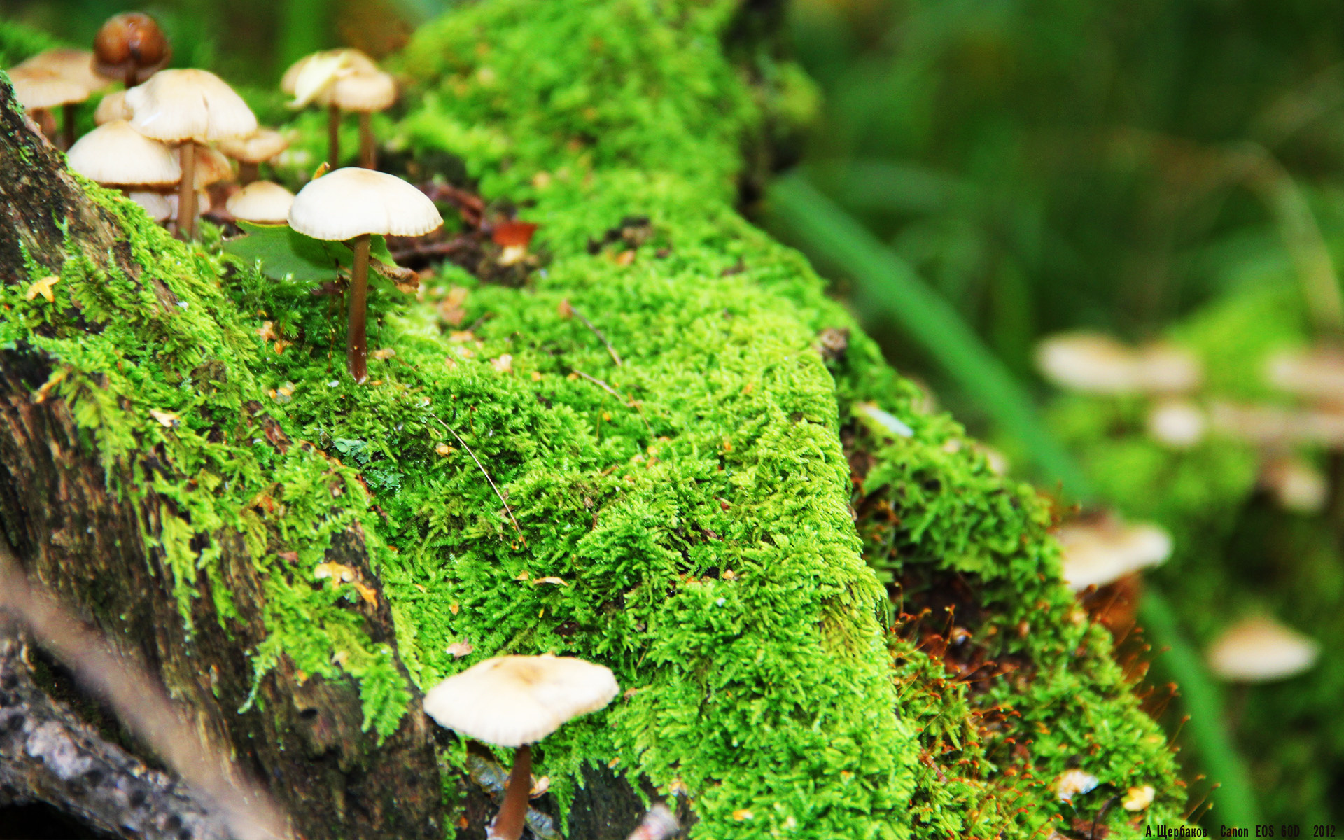 九游娱乐体育官网-卡普尔通过强力冲击，打破对手防线，创造进攻机会，卡普尔是什么种姓