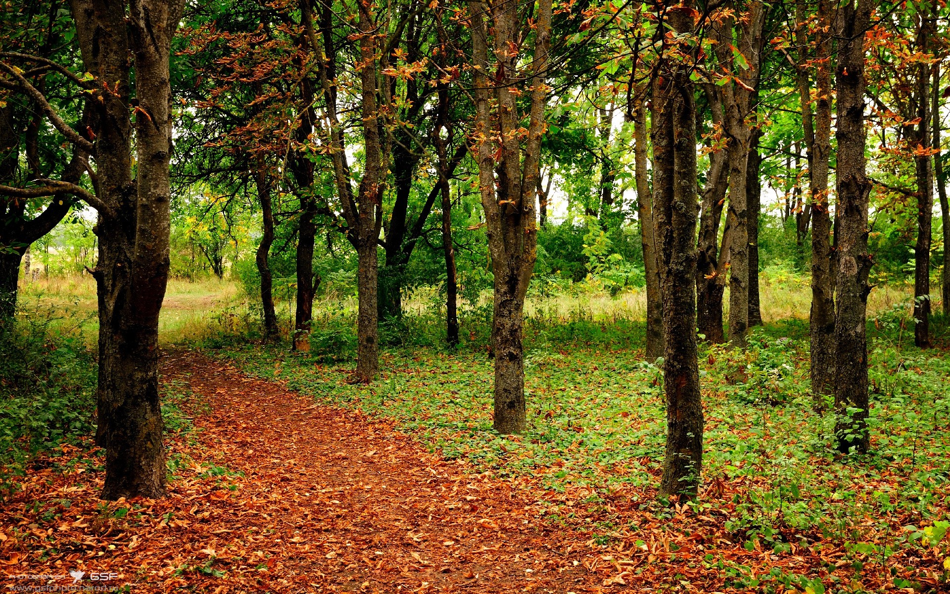 巴黎圣日耳曼继续领先,冠军大势已定