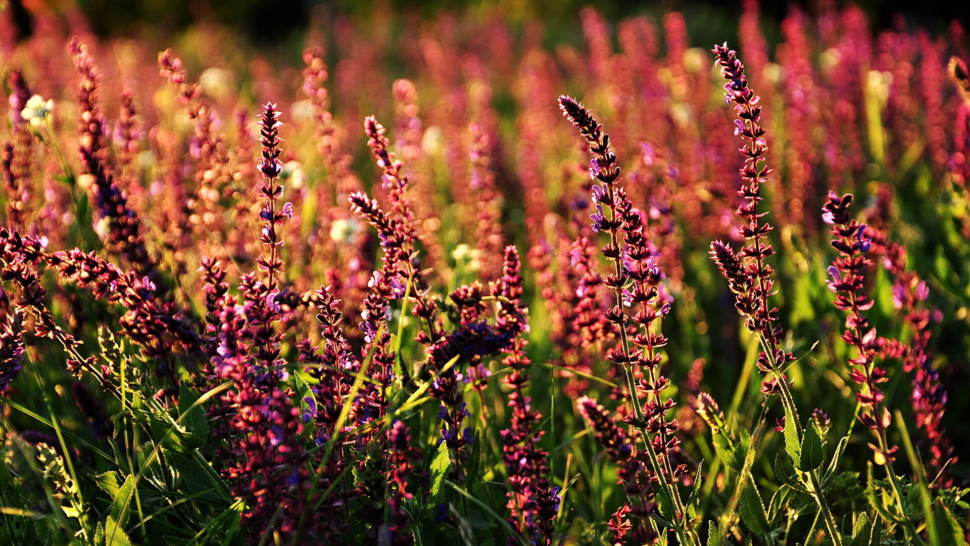 九游体育网页入口-英超冲刺终极战：胜父如获至宝！，英超连胜